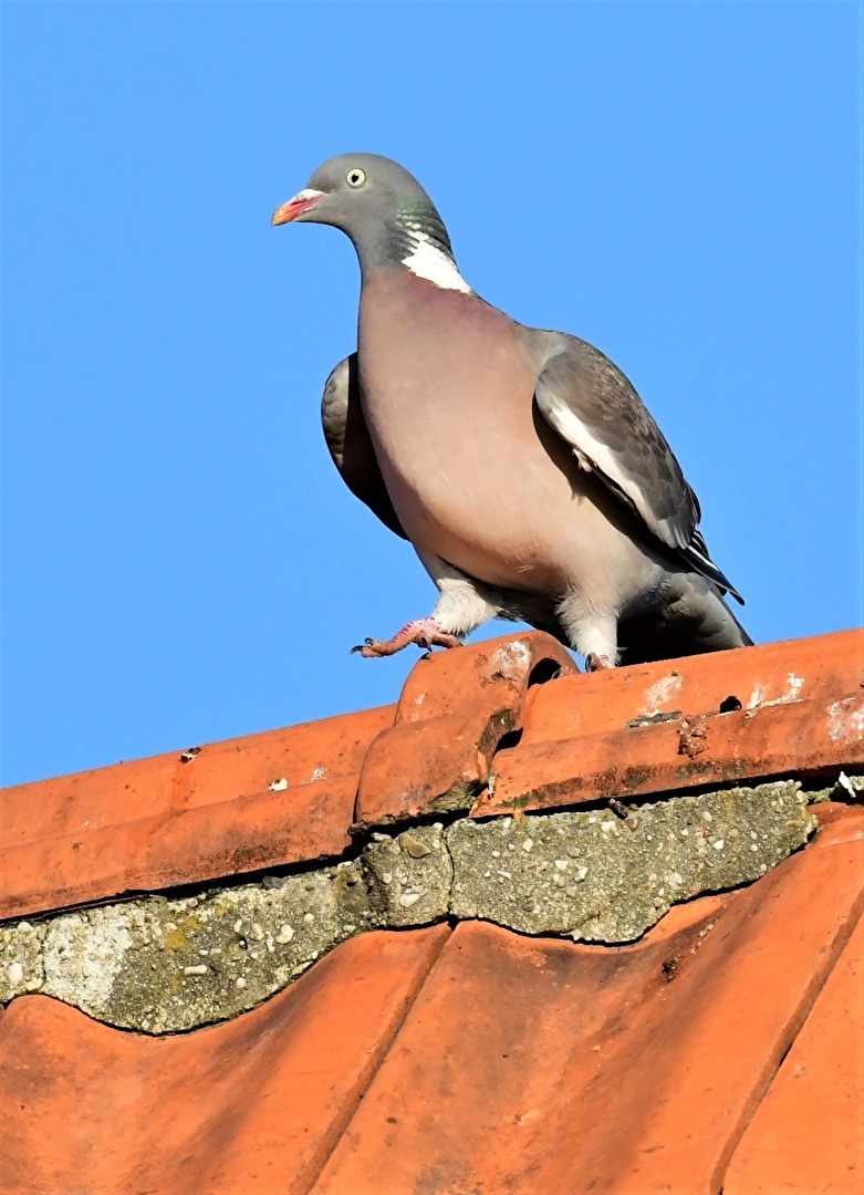 " Symbol des Friedens "