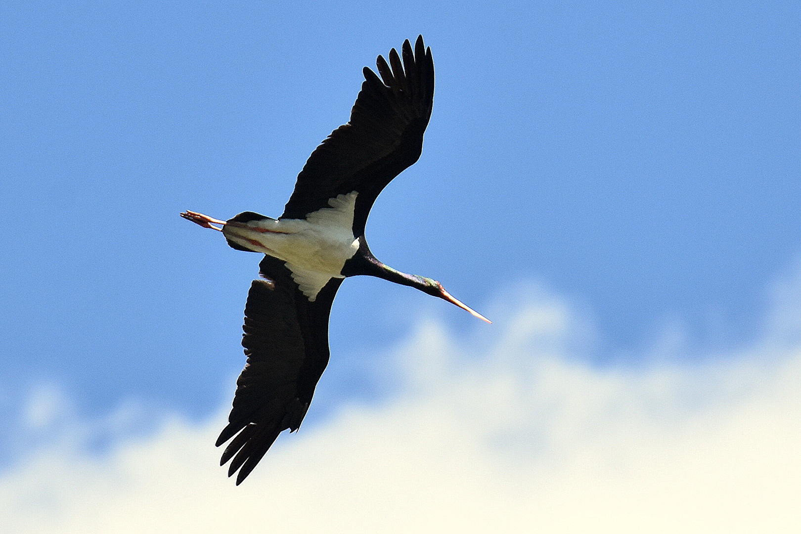 The Black Stork