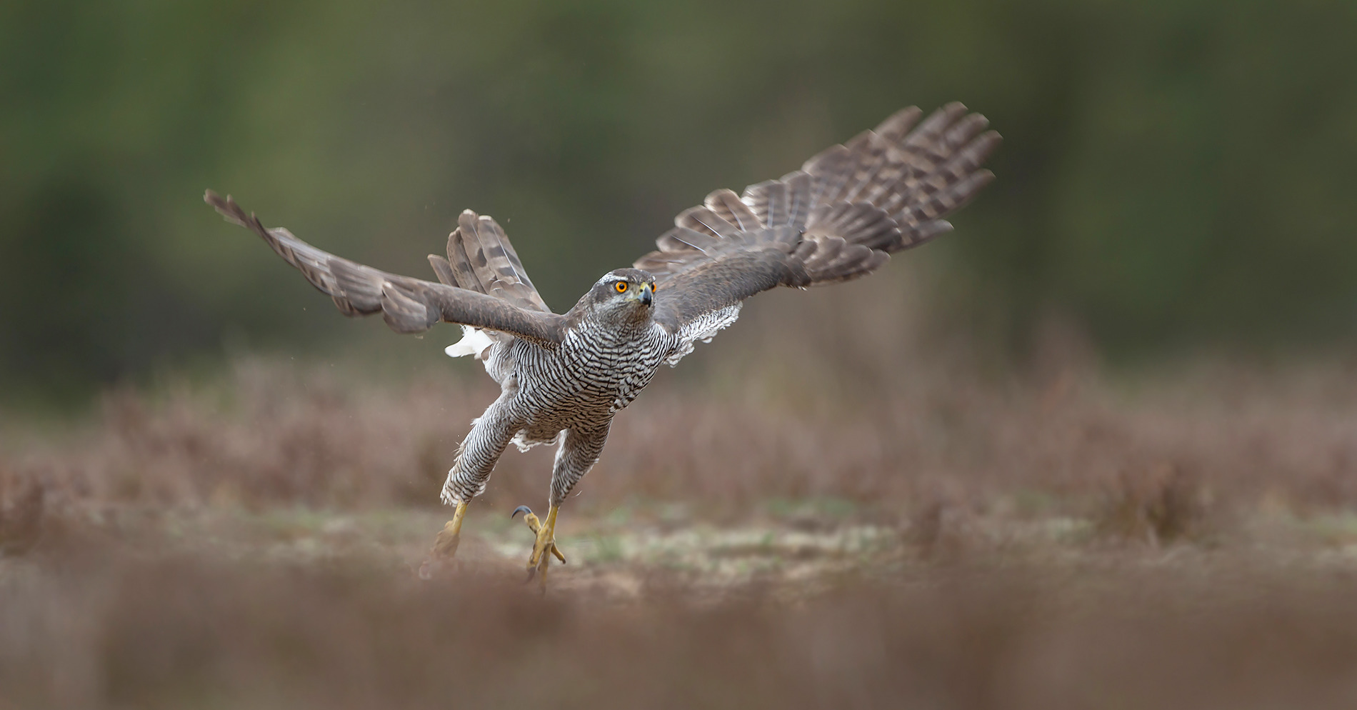 Habicht (Accipiter gentilis)