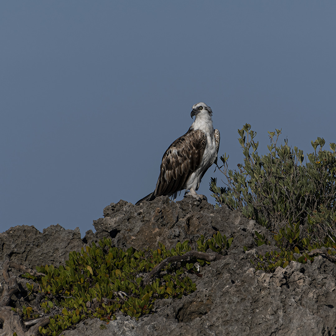 Weisser Seeadler..Wildlife Kuba