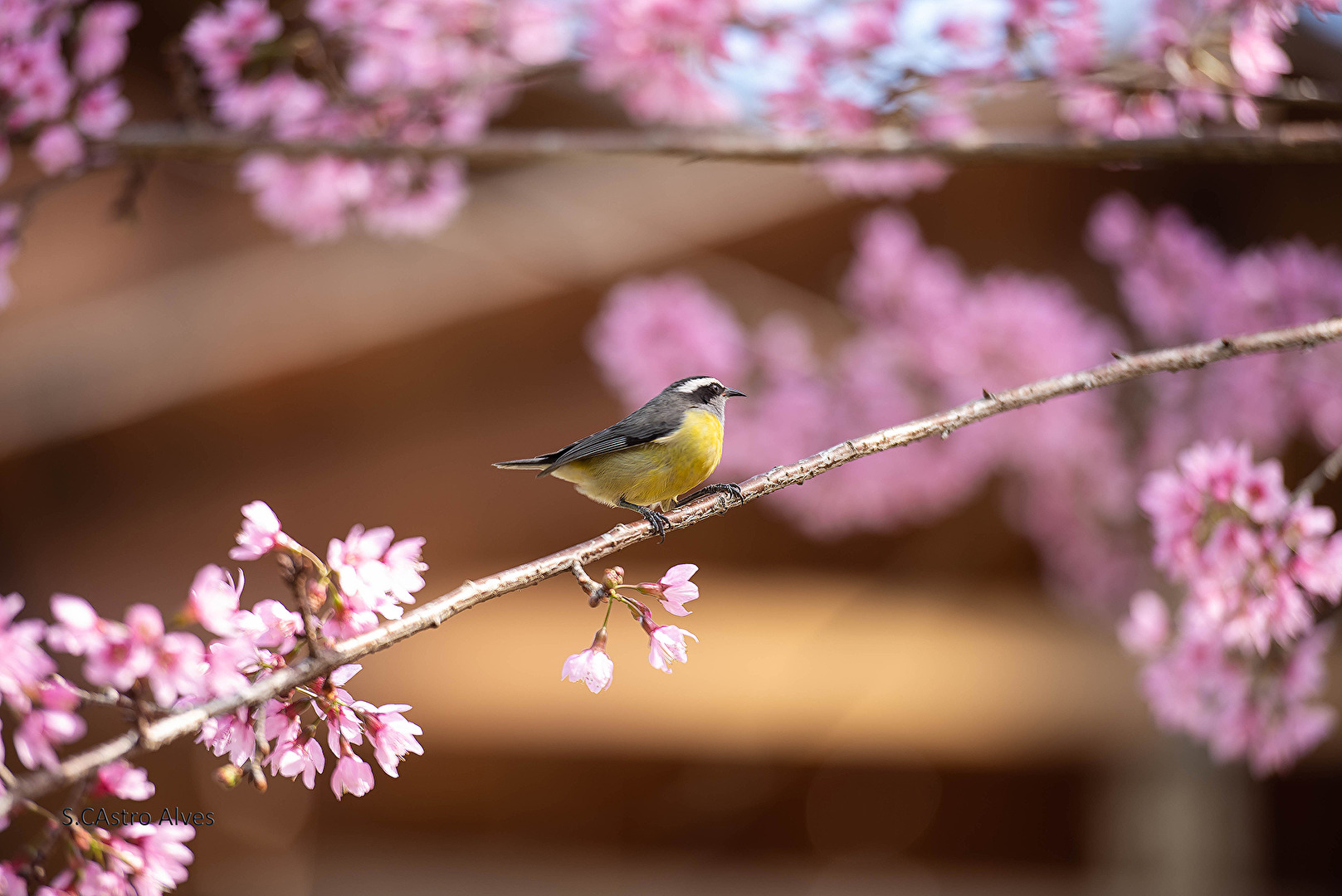 Cambacica ( Coereba flaveola)