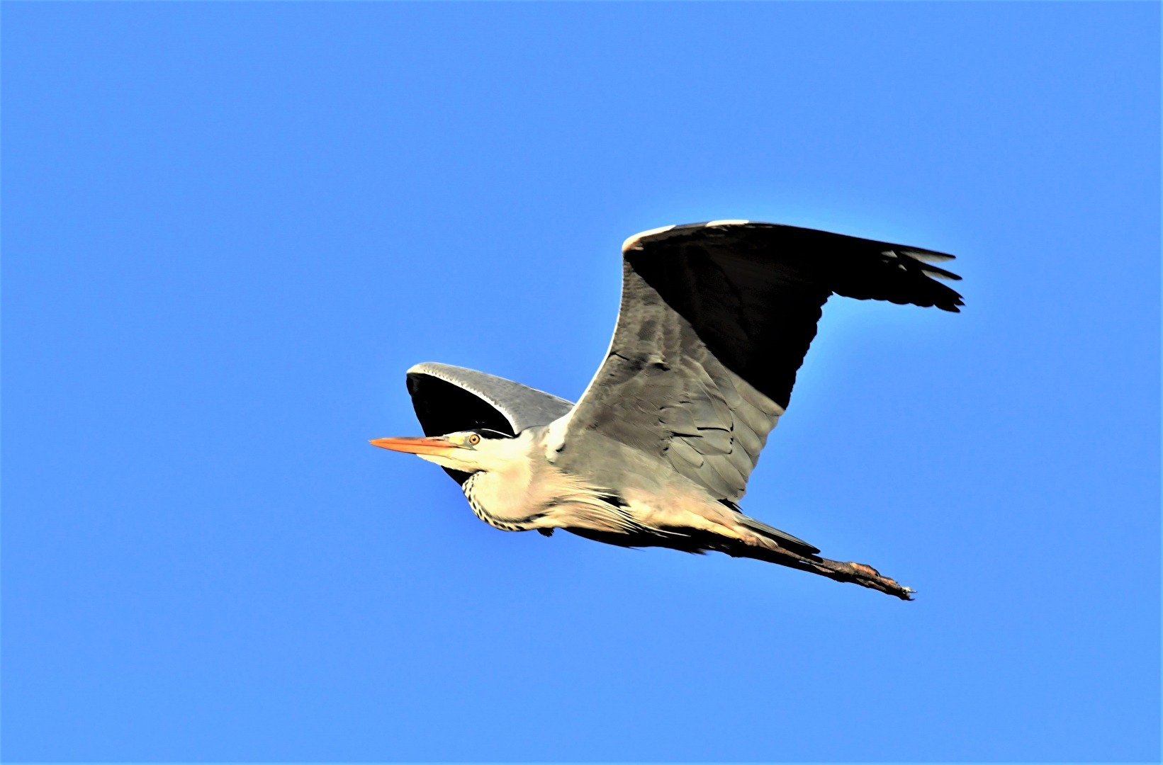 " Stolzer Flieger "