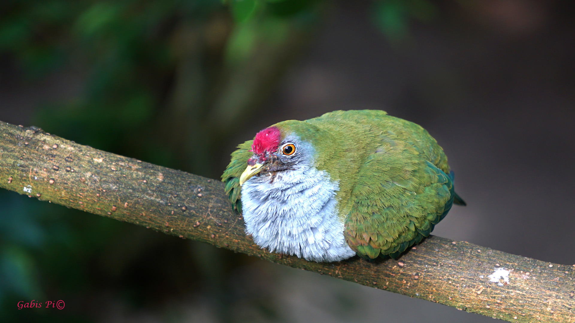 Rotkappen - Fruchttaube