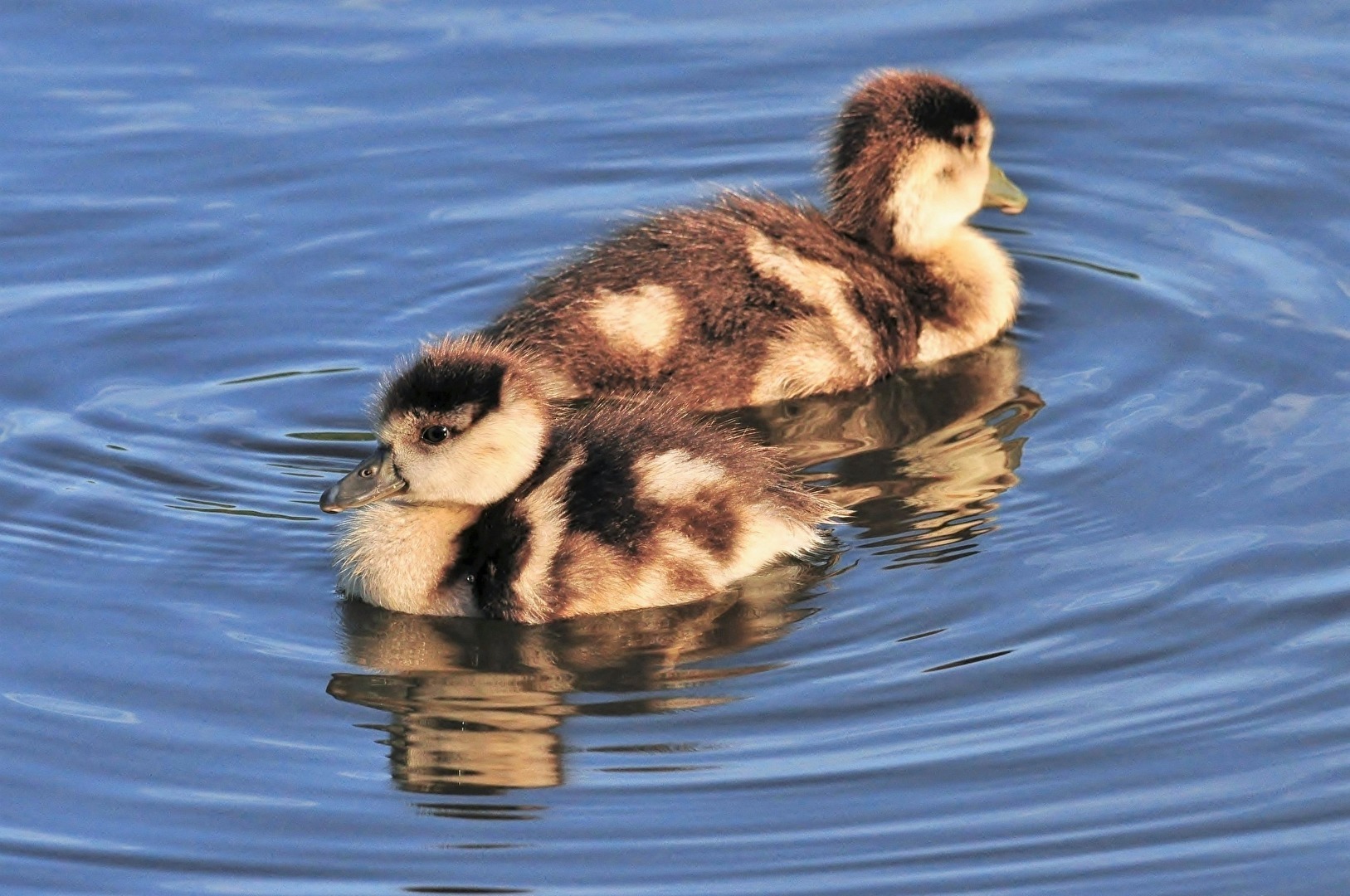 " Ich mag Dich nicht mehr ! "