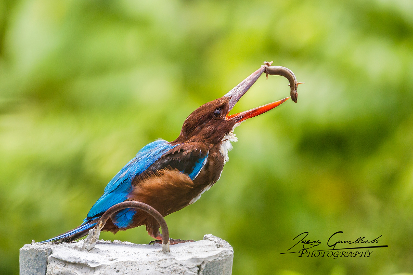 Eisvogel mit Beute