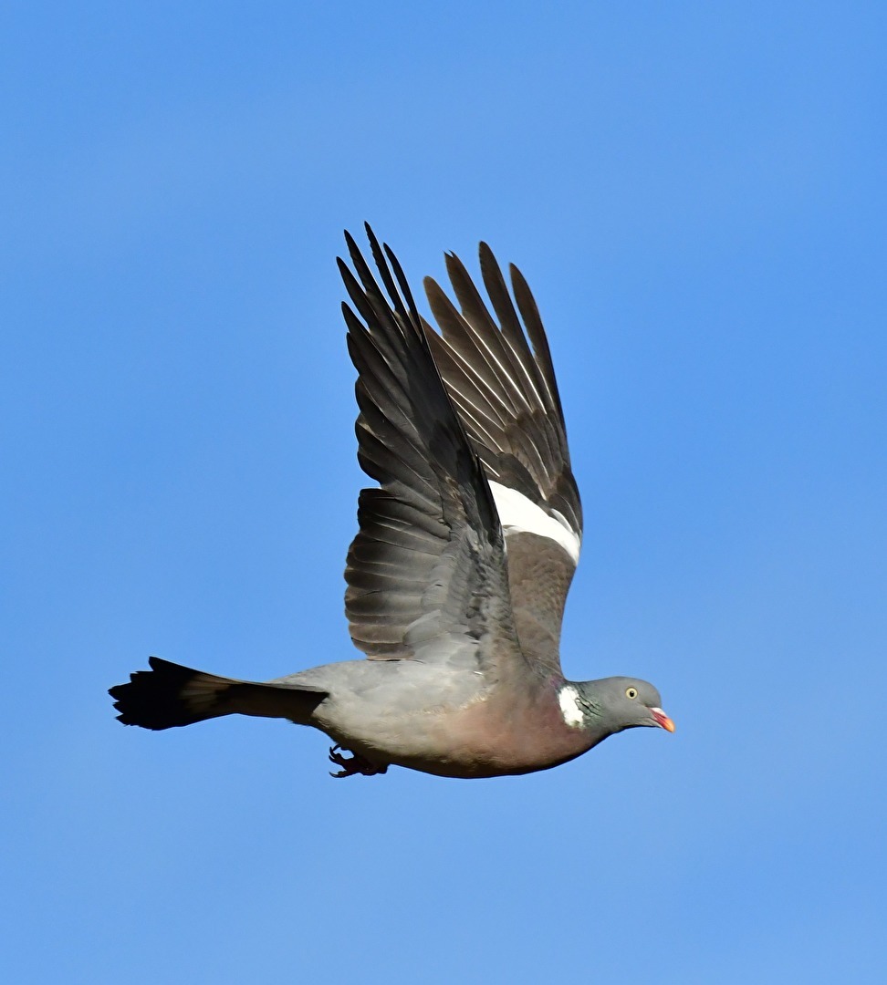" Fliegen ist schön "