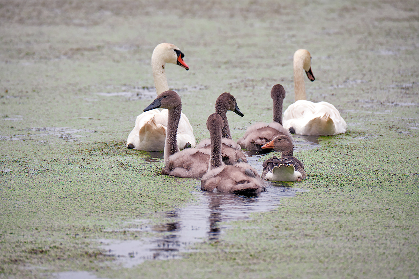 Schwanenfamilie mit Kuckuckskind