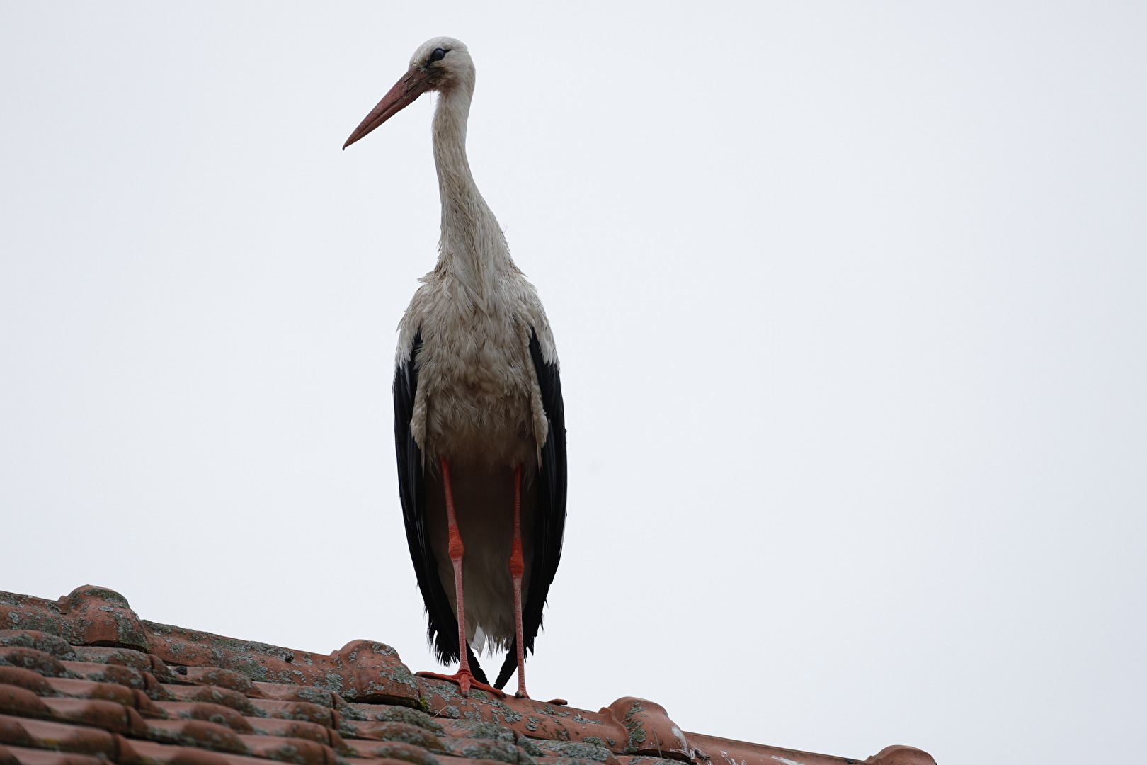 Storch