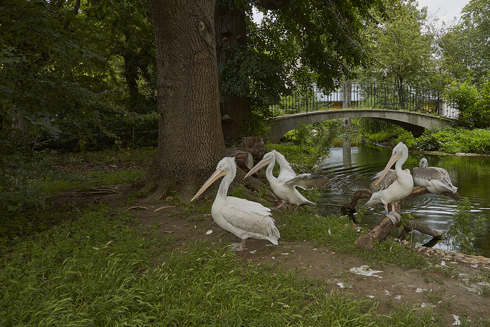 zoo vienna