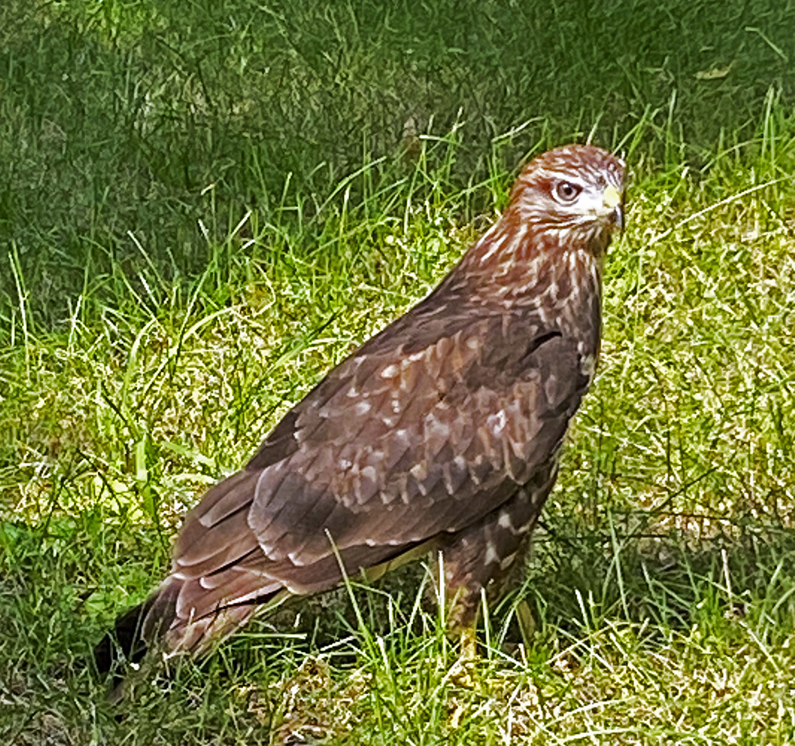 Tiere / 2 m vor mir, vor meiner Haustür