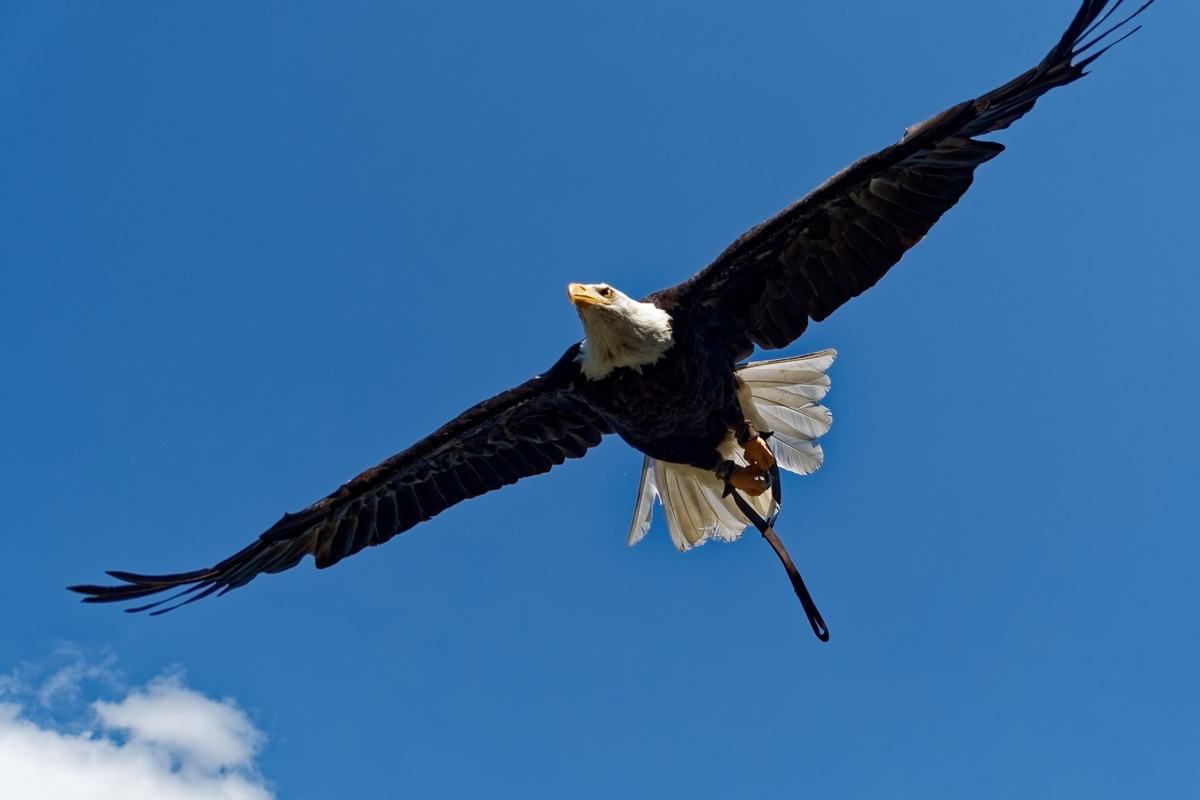 Weißkopfseeadler