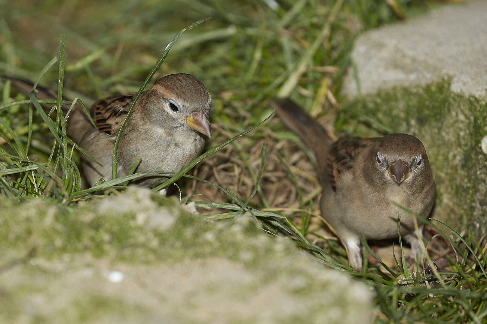 Junge Spatzen im Garten