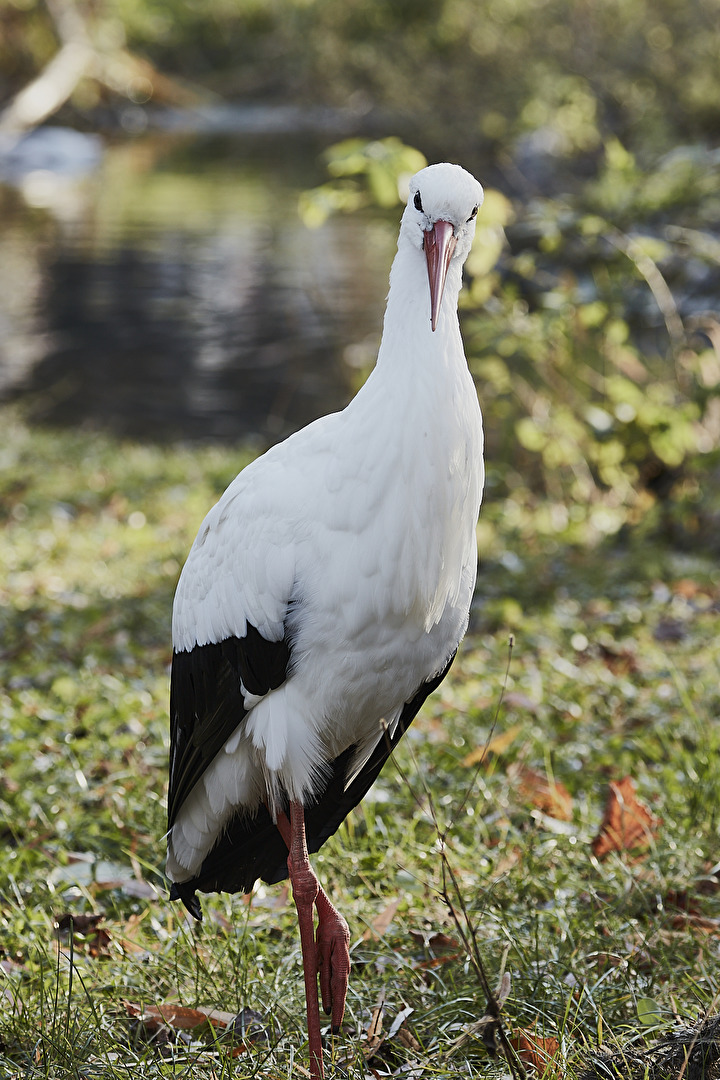 lebt im Zoo Vienna