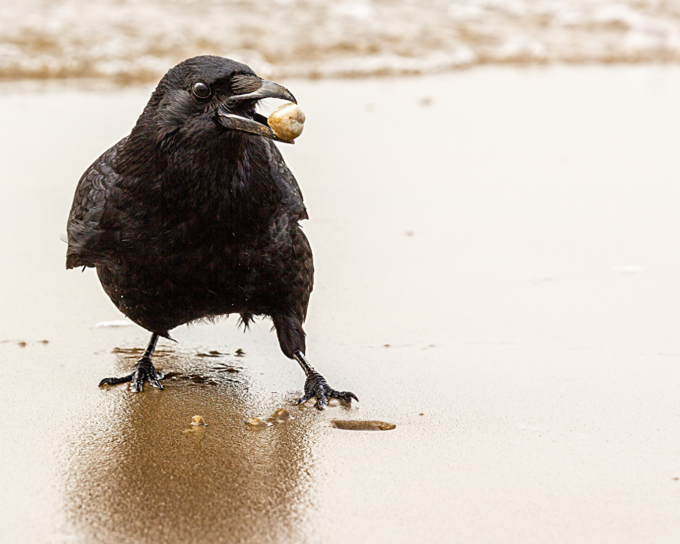 neulich am Strand