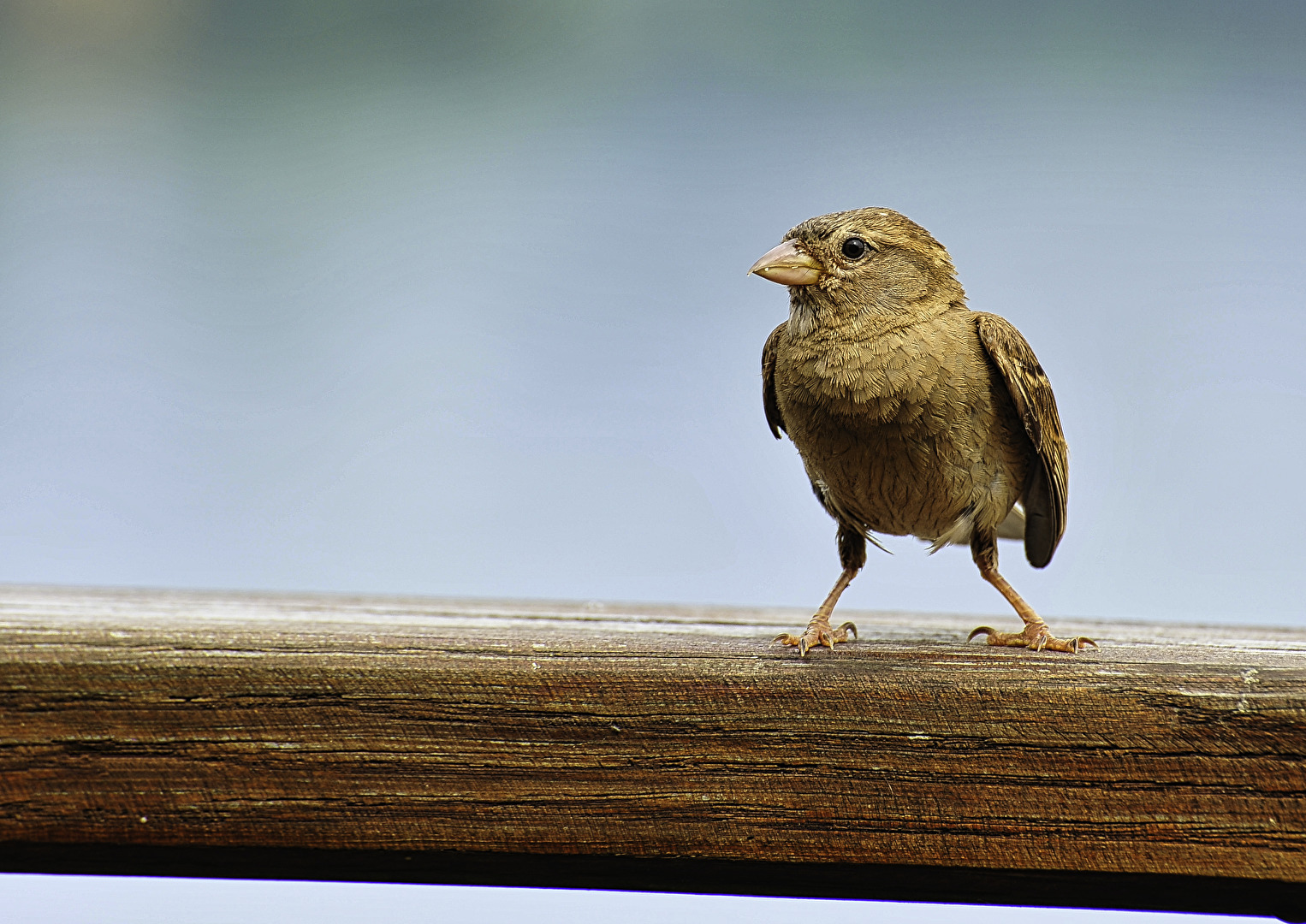 Frantichek der Spatz