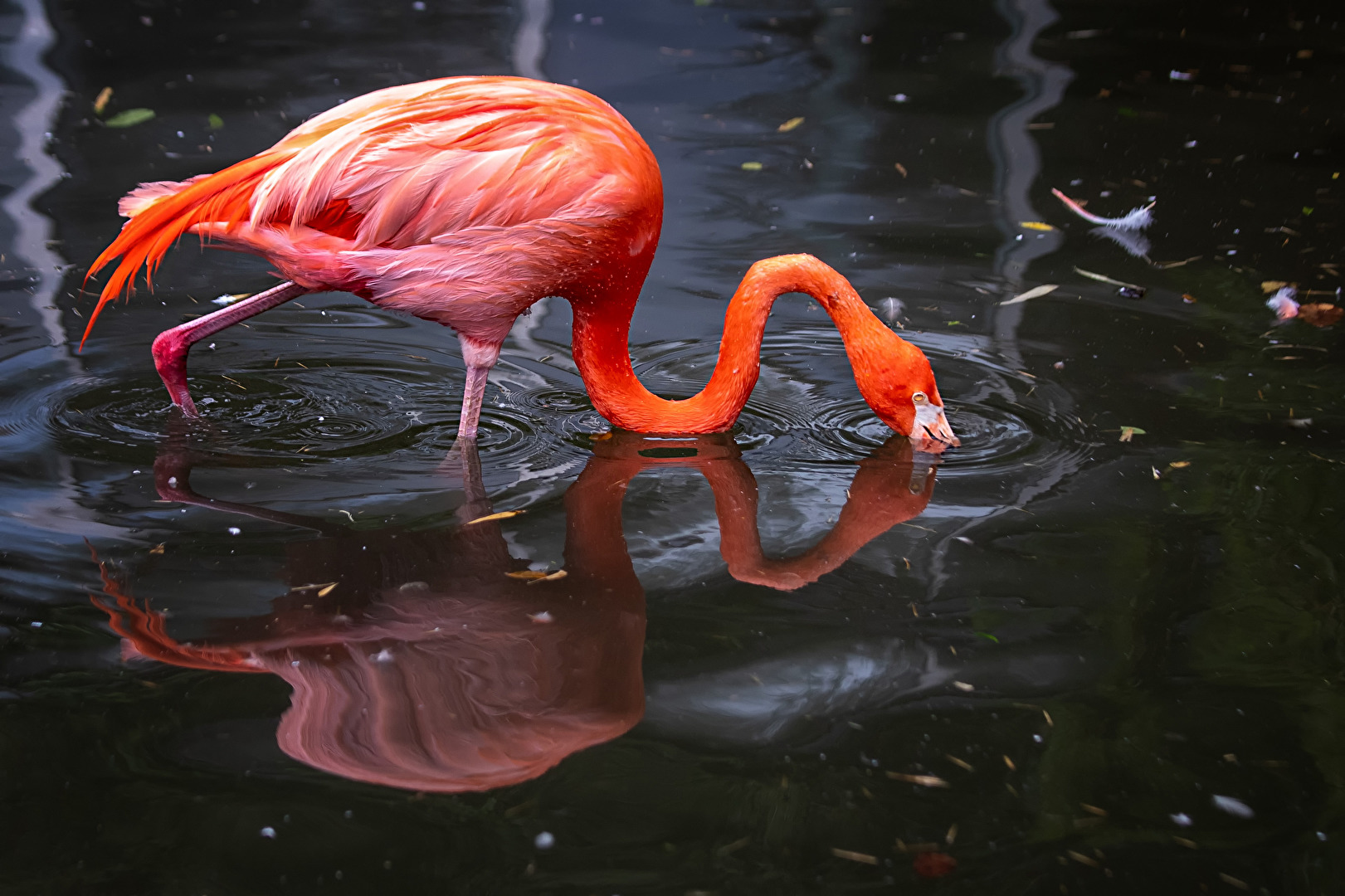 Flamingo