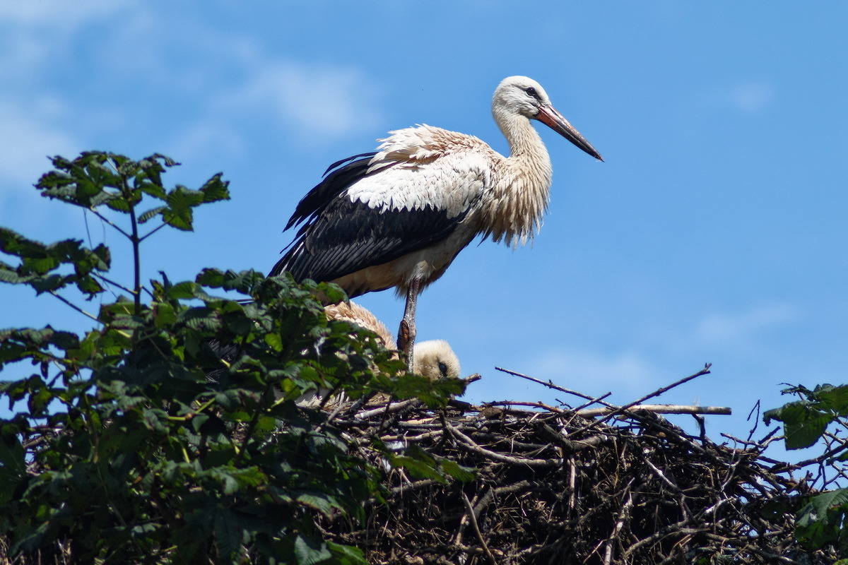 Storch im Nest
