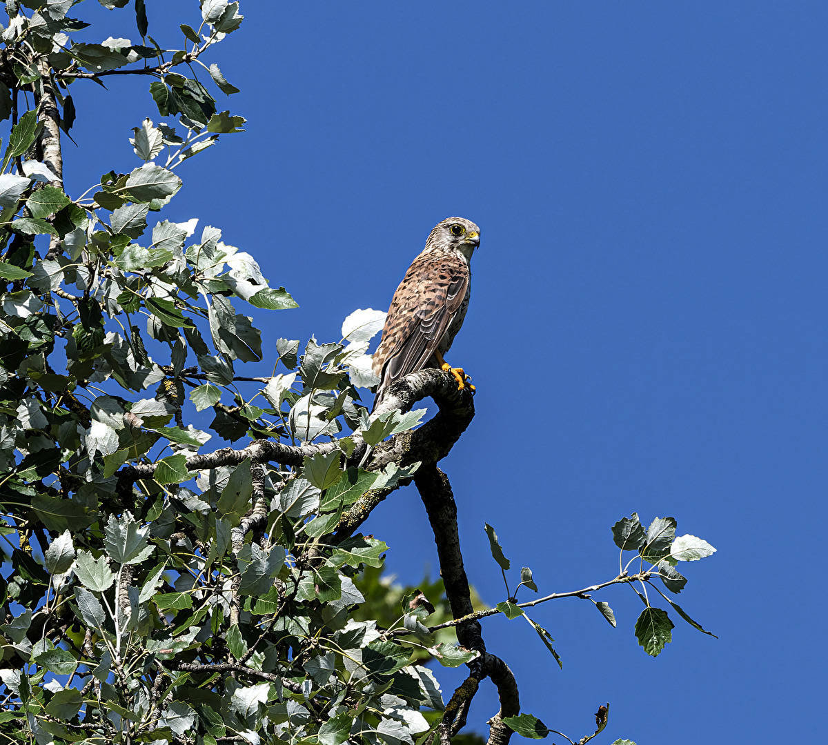 Turmfalke..