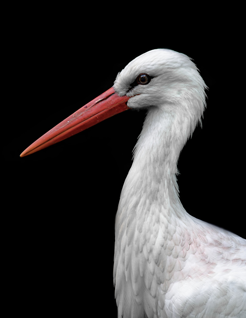 Bearbeitungsexperiment - Weißstorch-Portrait