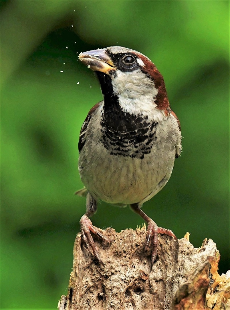 " Tschilp bei der Mahlzeit !