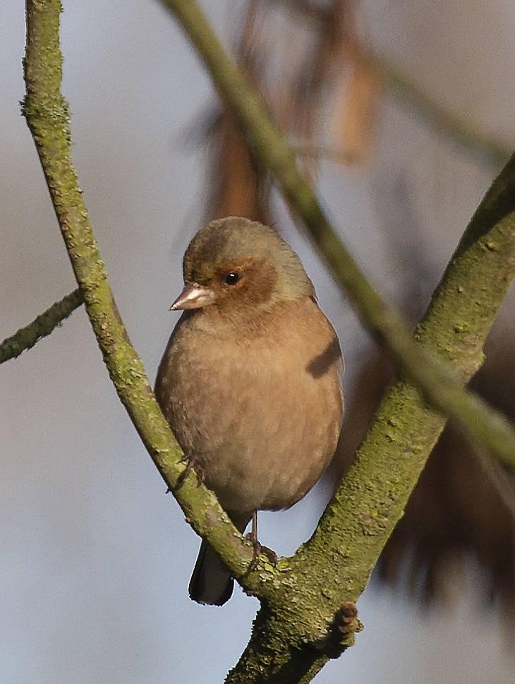 nachdenklicher Zeitgenosse