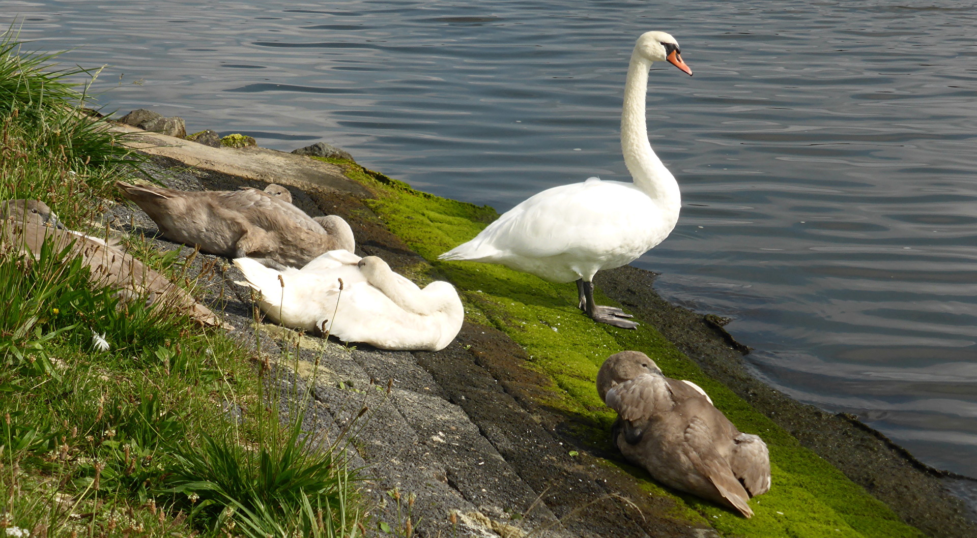 Fasanenehepaar......