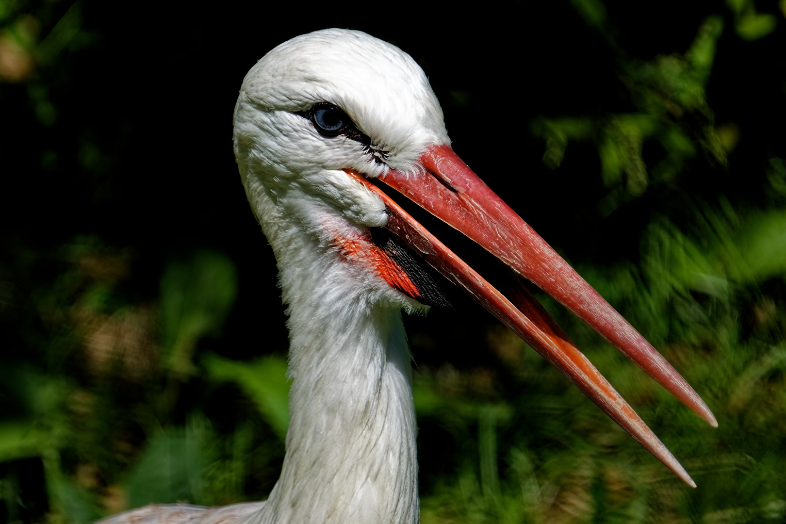 Storch Portrait