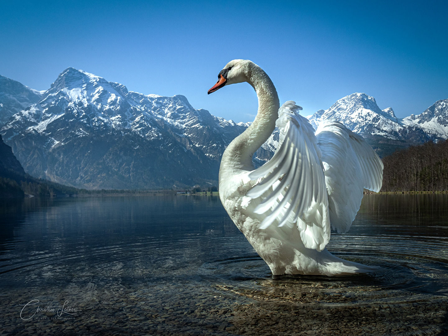 Schwan am Almsee