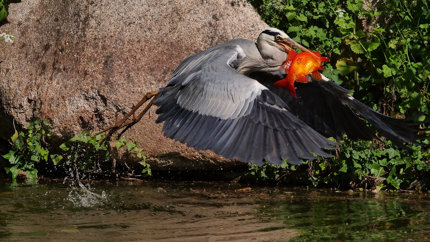 Der Goldfischteich