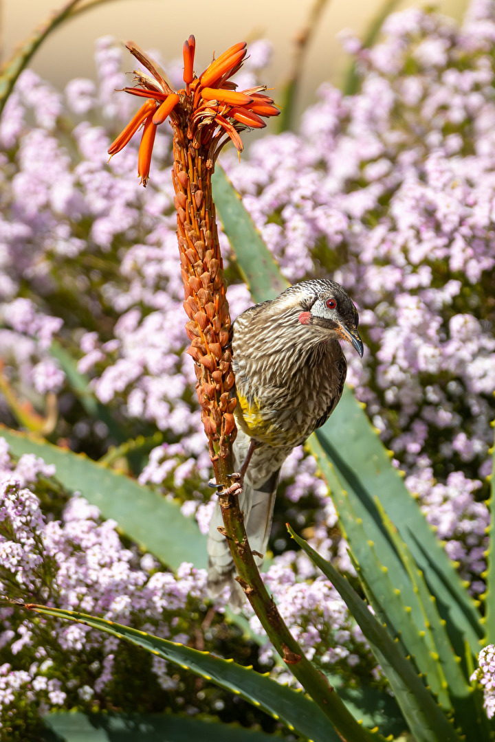 Red Wattlebird