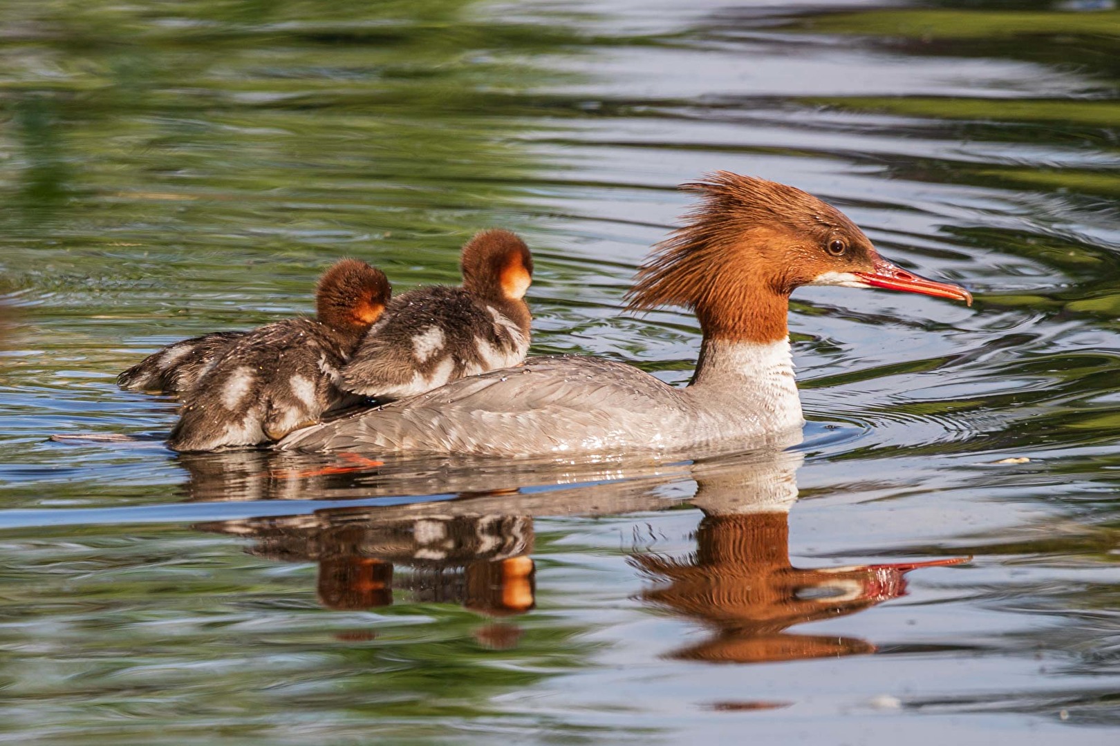 Vögel