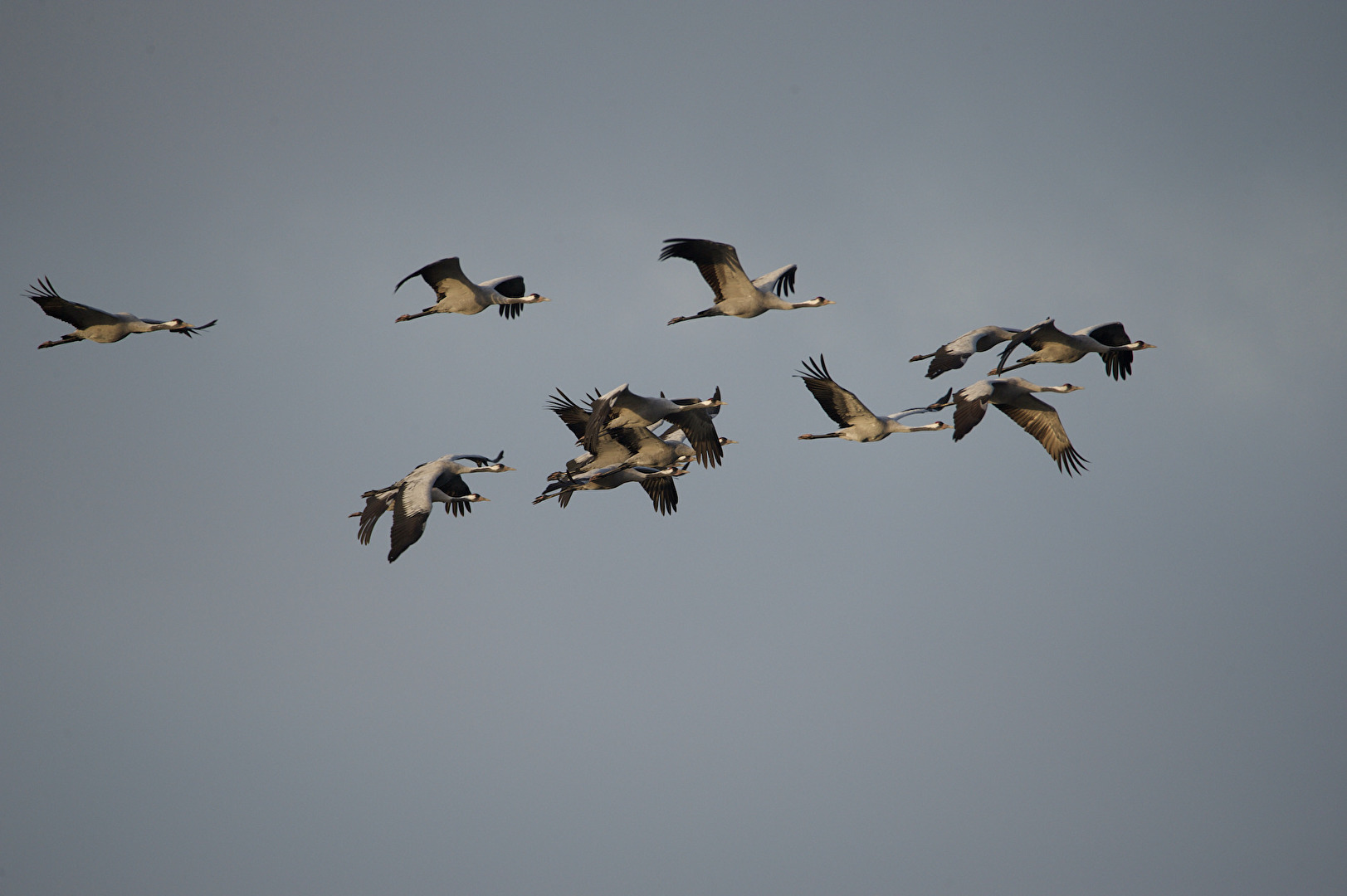 Glücksvögel in Müritz