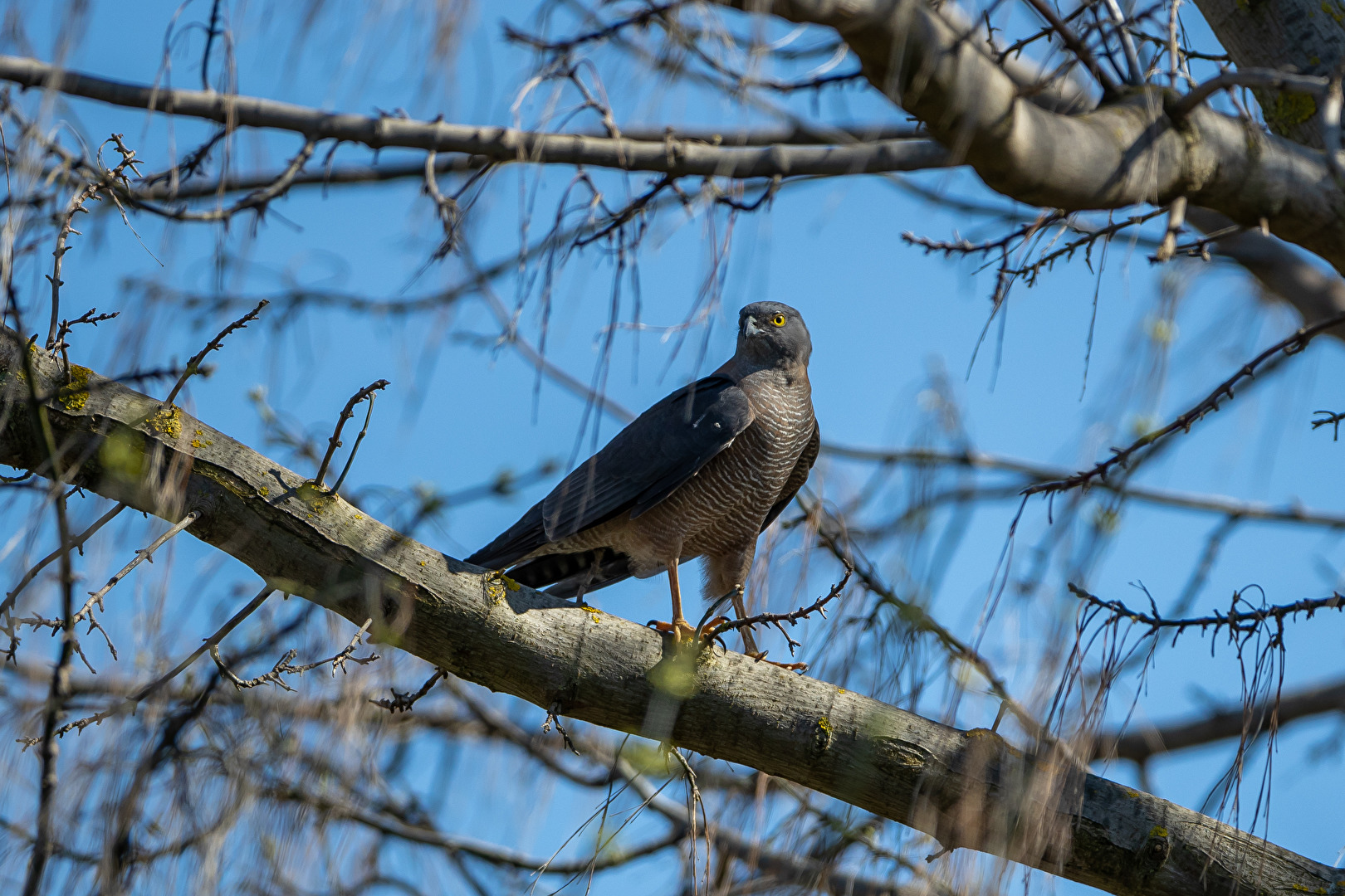 Brown Goshawk