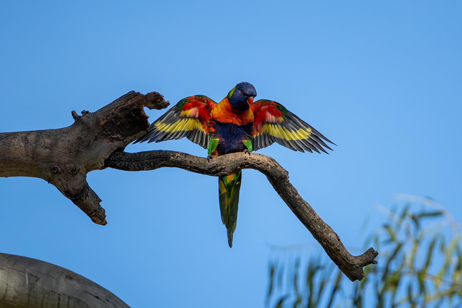 Rainbow Lorikeet