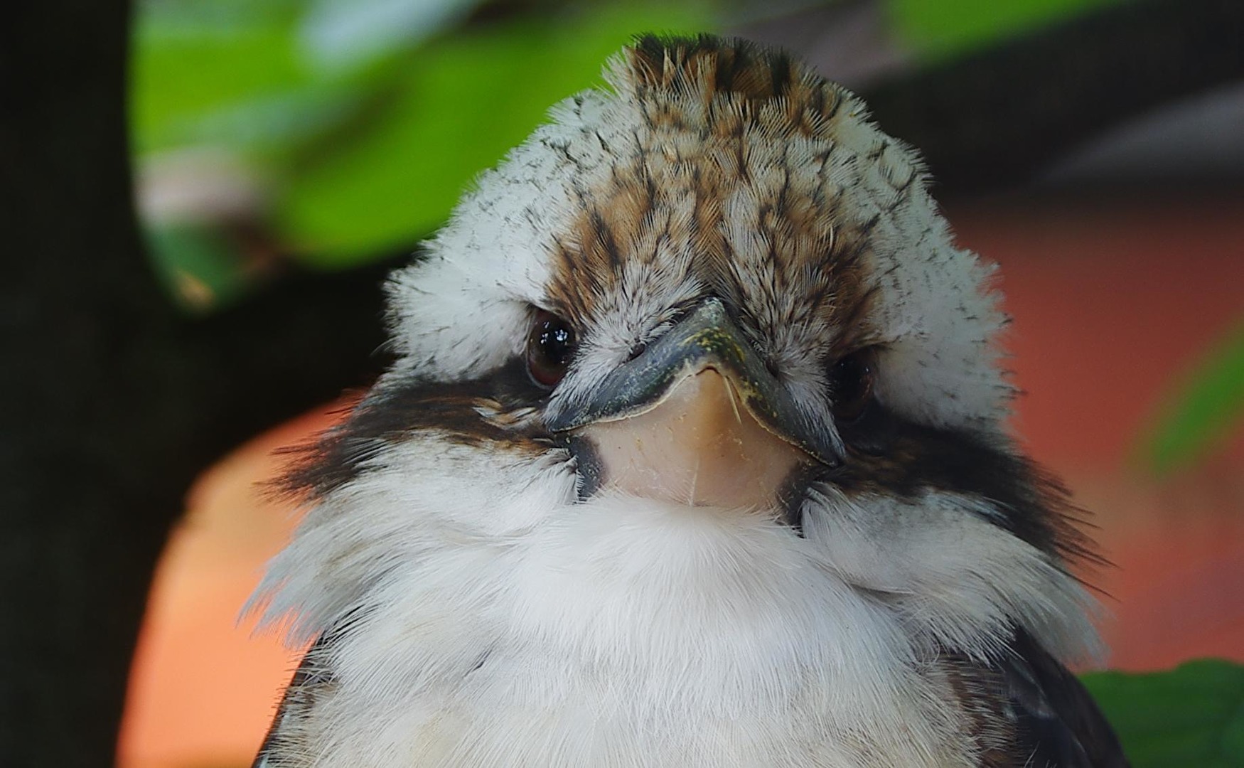 der lachende Hans.....