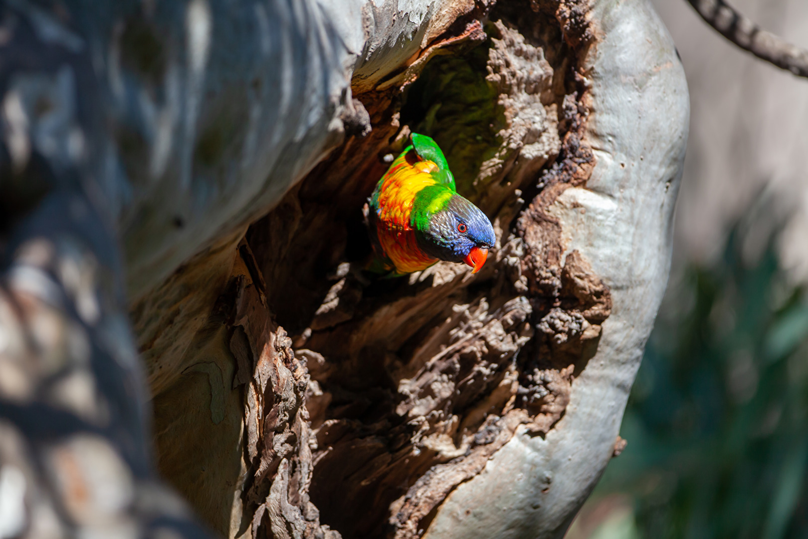 Rainbow Lorikeet im Haus
