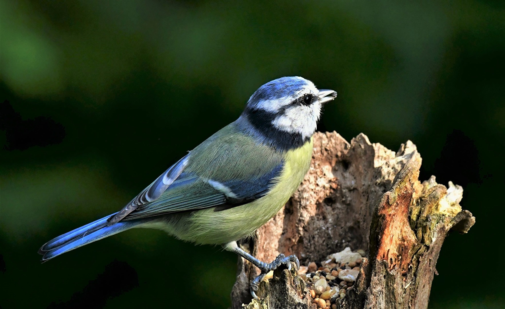 " Ein Körnchen habe ich schon ! "