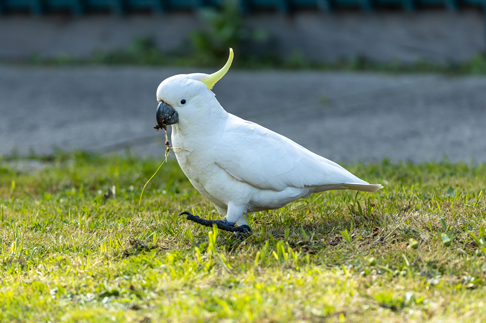 Sulphur-crested Cockatoo mit Frühstück