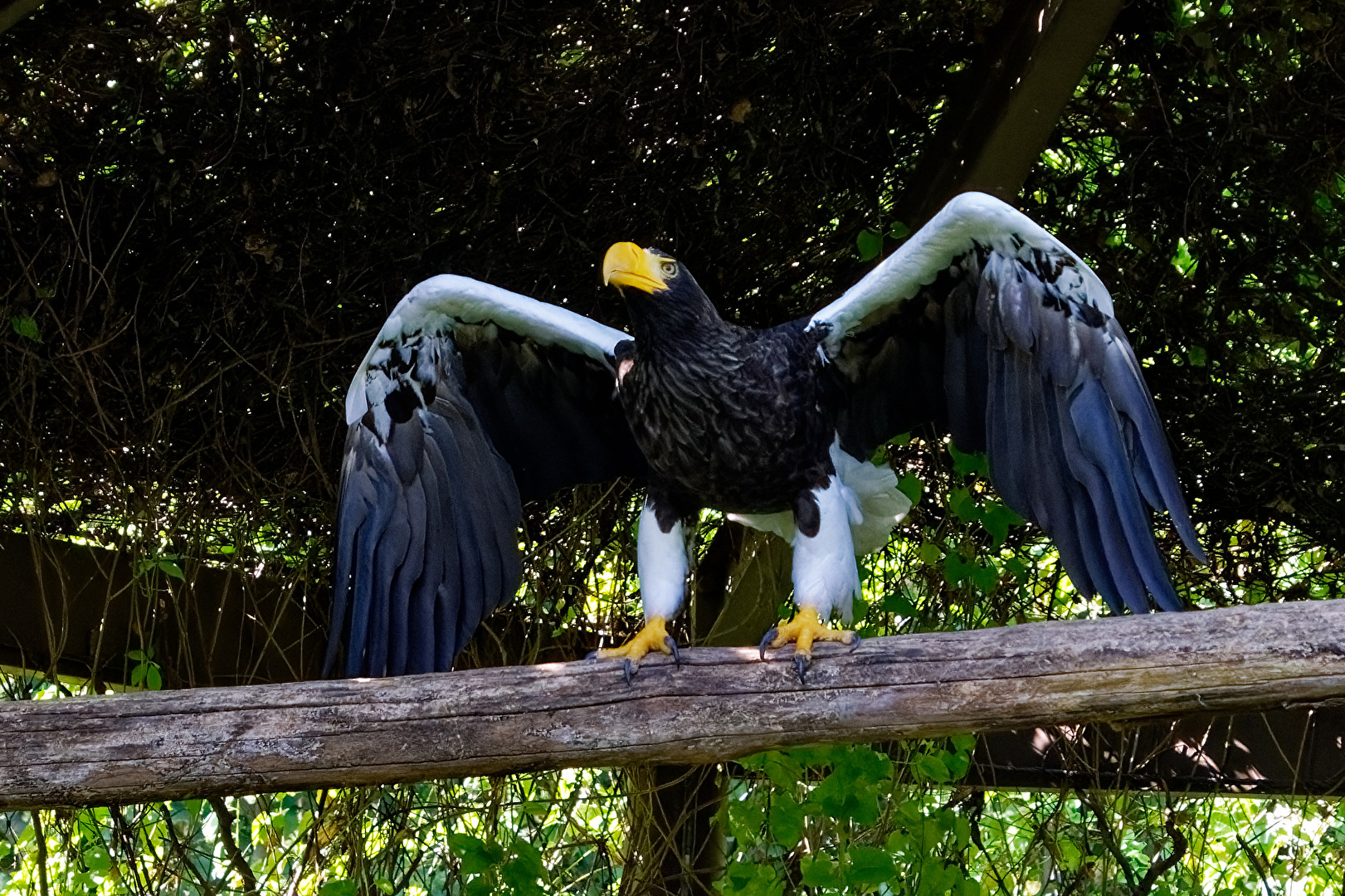 Riesenseeadler