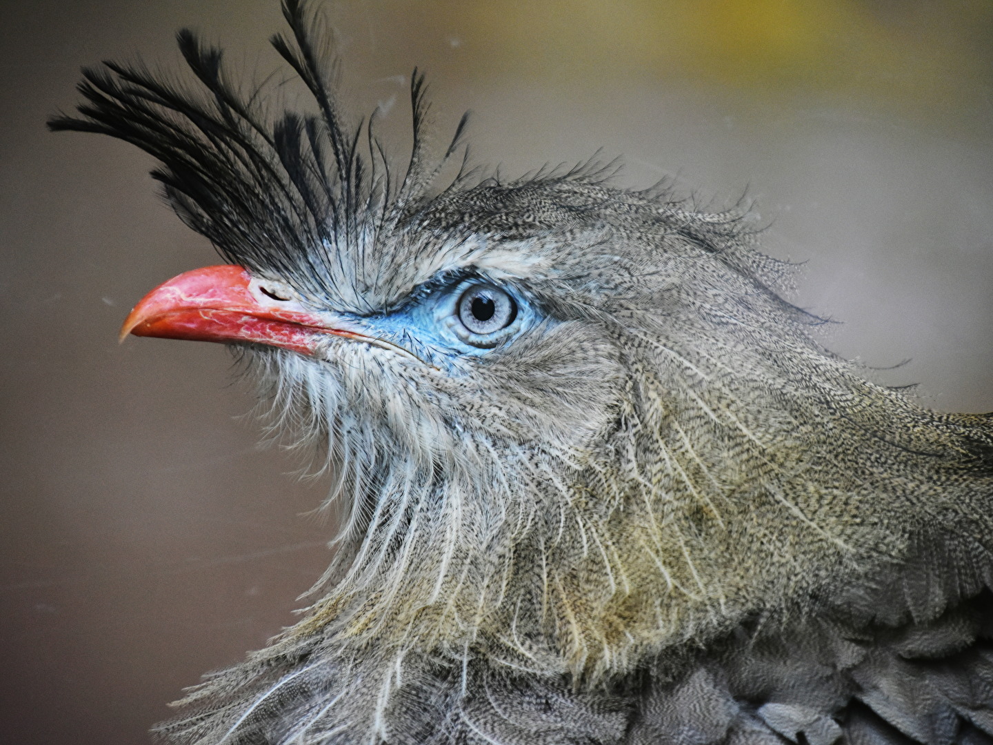 Vögel