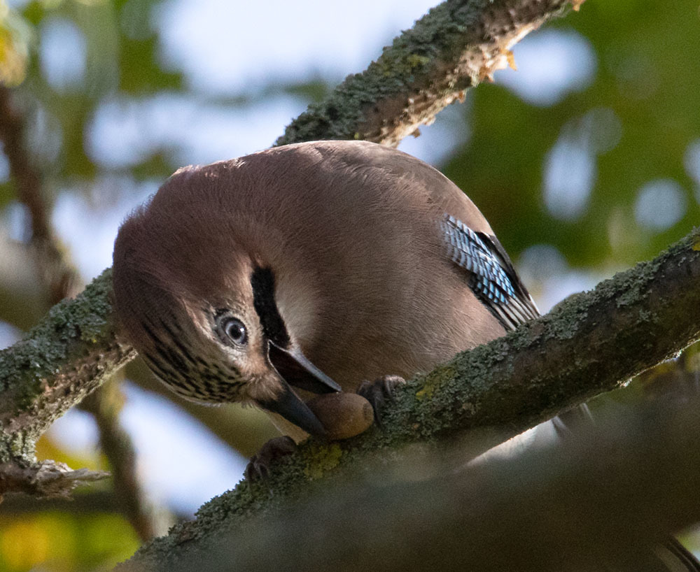 kleine Mahlzeit oder mehr