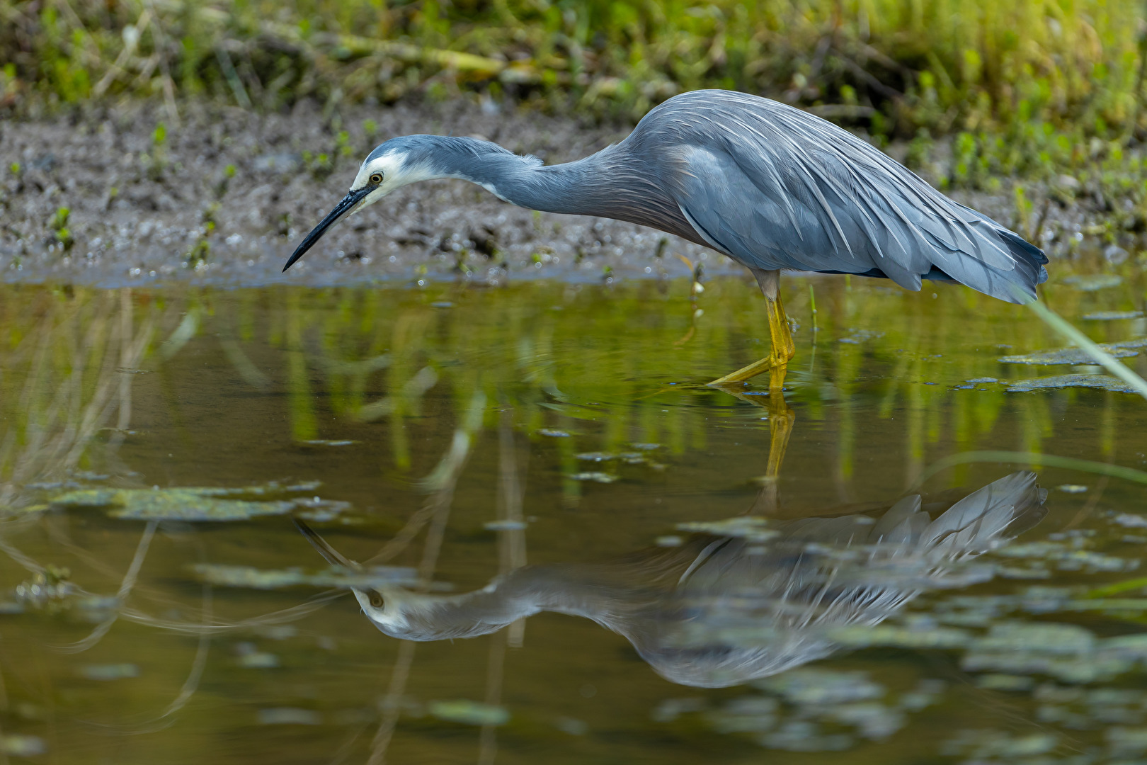 White-faced heron