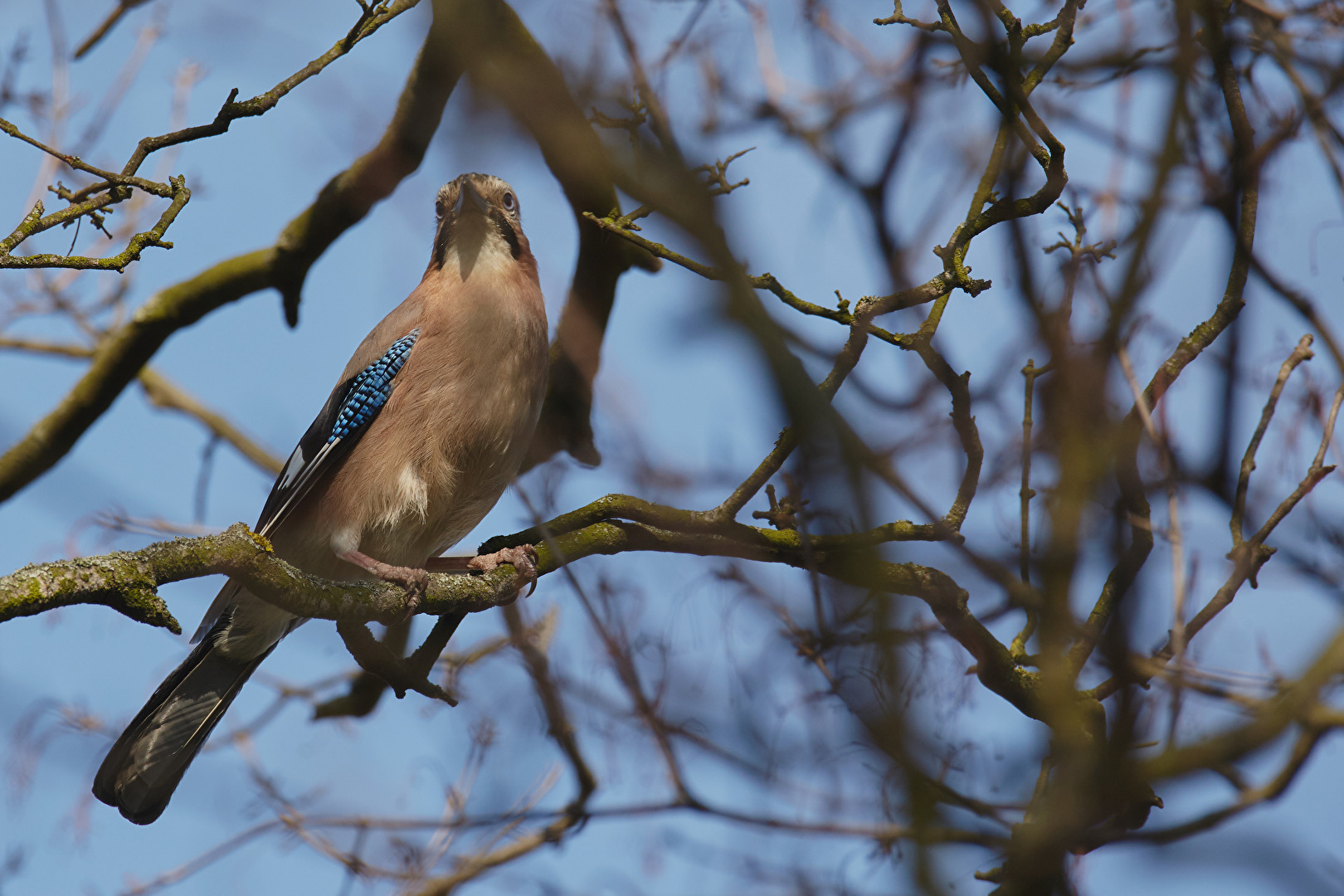 Eichelhäher, Zentralfriedhof Wien