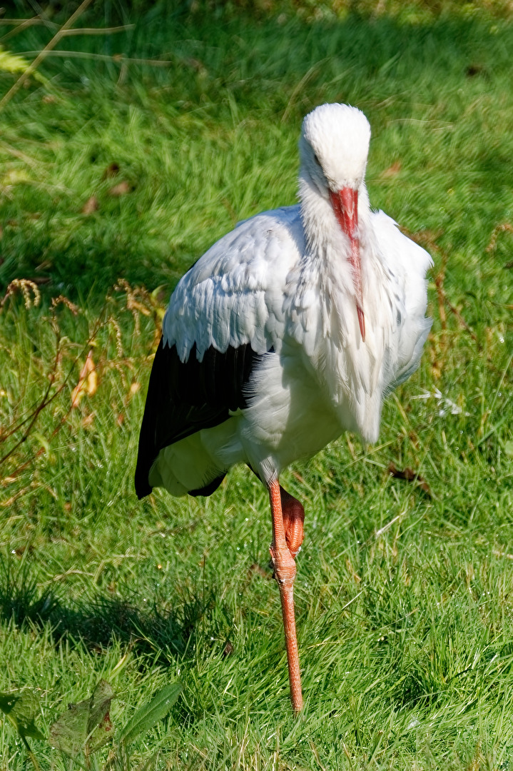 Storch