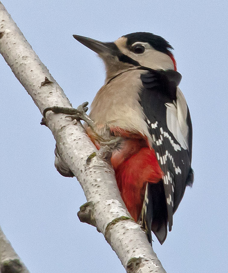 Buntspecht bei der Futtersuche
