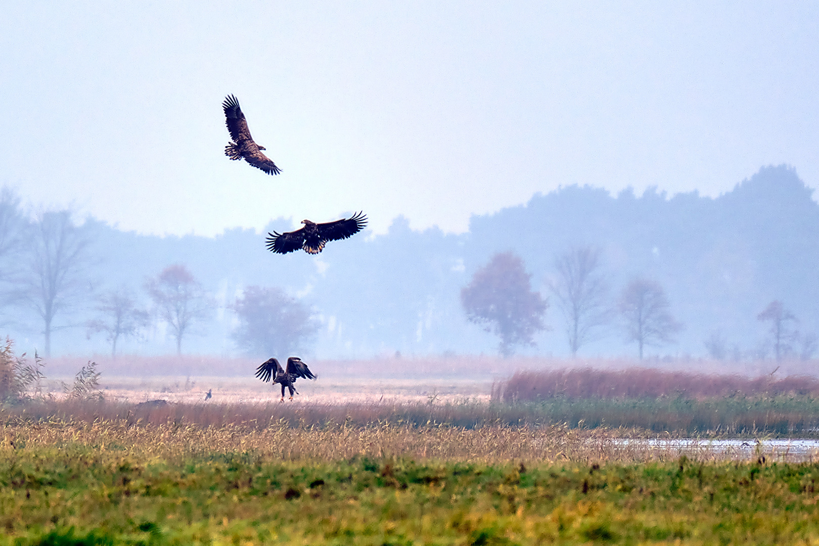 Seeadler