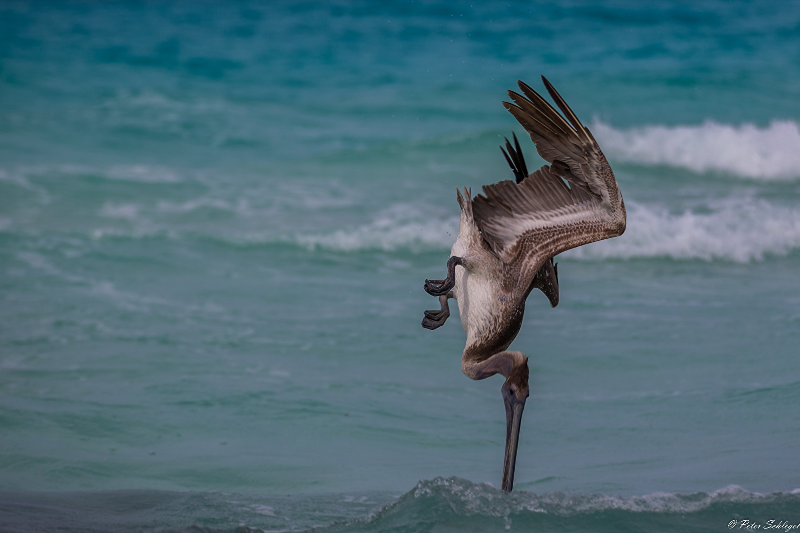 Vögel