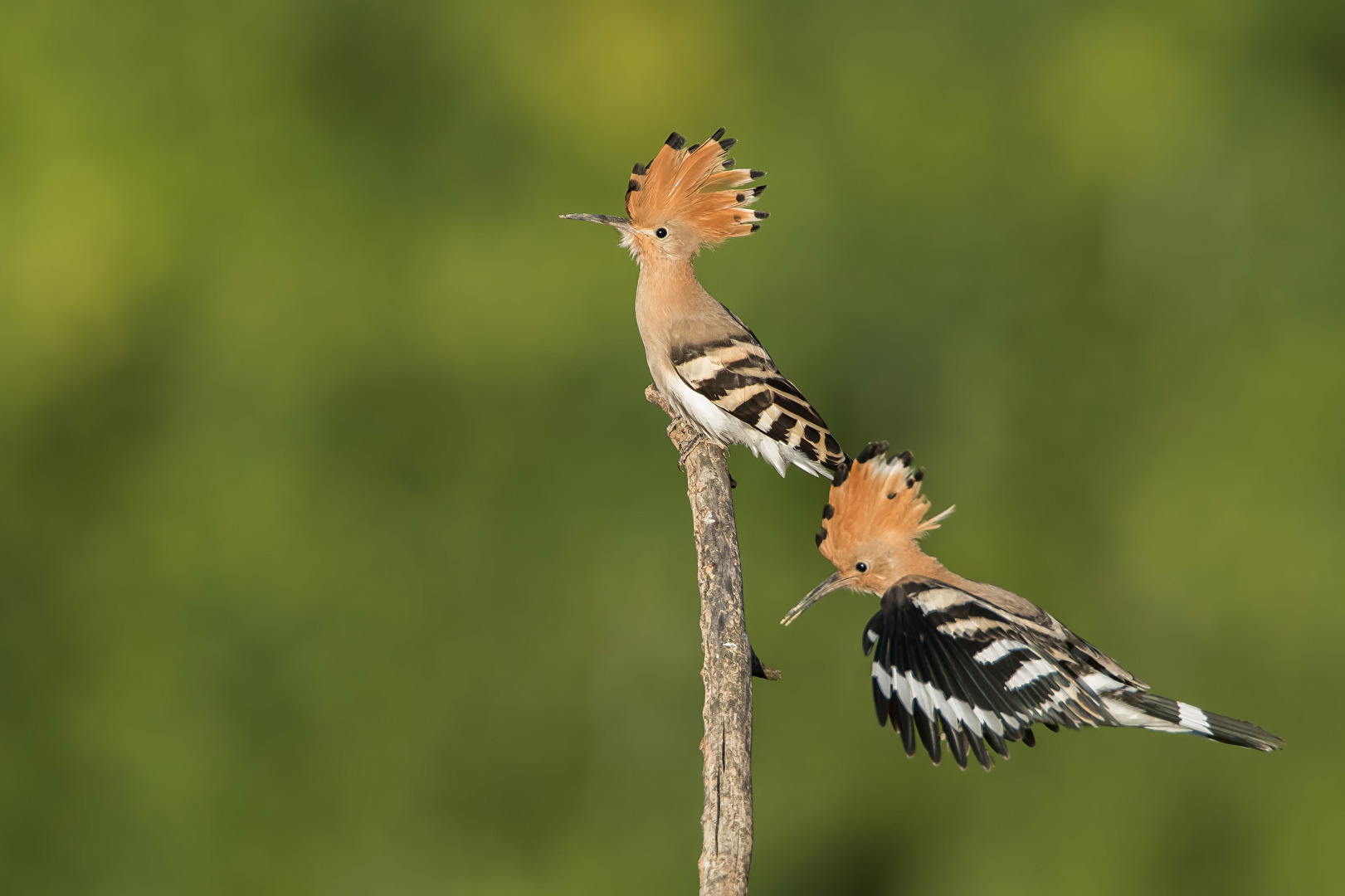 Wiedehopf im Doppelpack