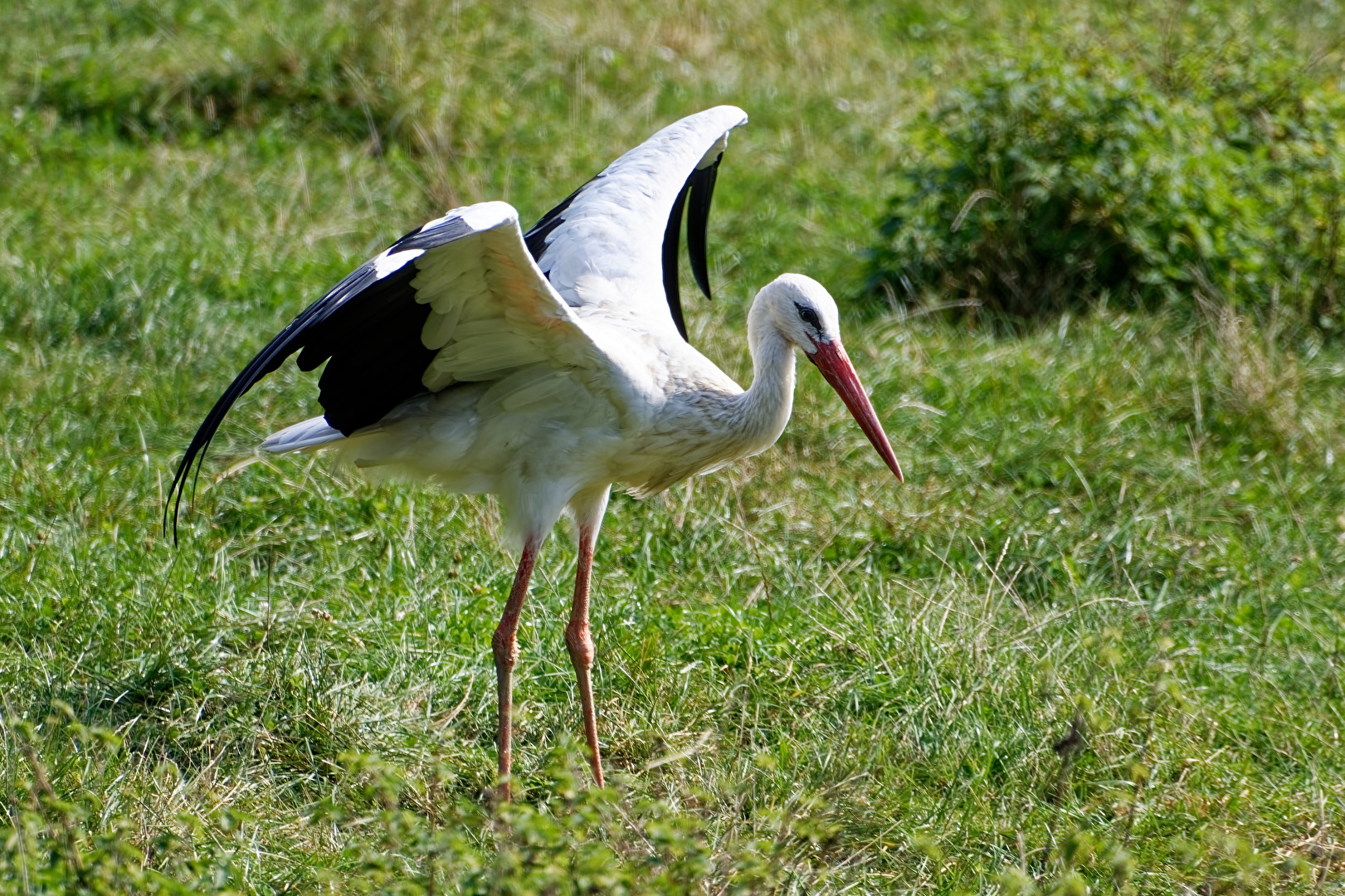 Storch