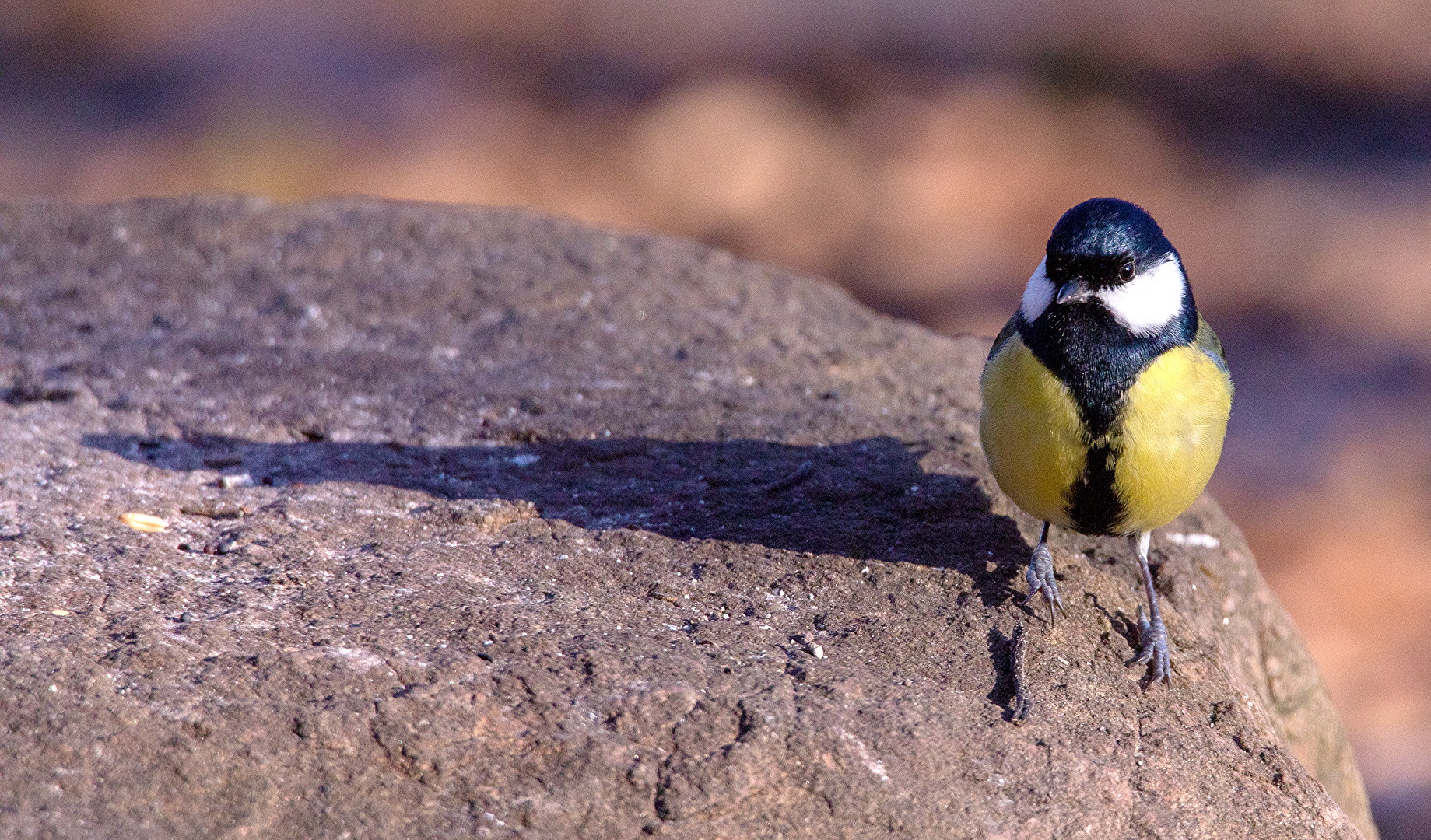 Schatten einer Kohlmeise